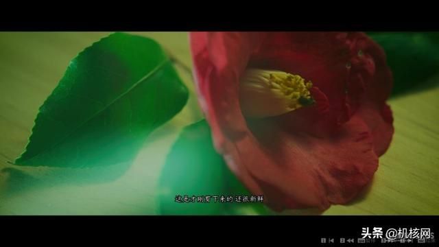 推理看剧挽狂澜，终道玩法难如愿：小评《春逝百年抄》