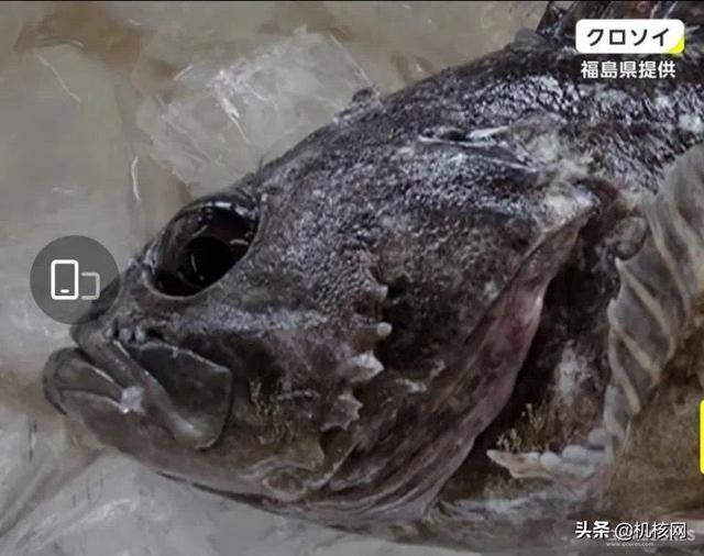 来自伊藤润二的有关鱼的噩梦